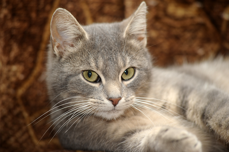 Gray Cat Gray Cat