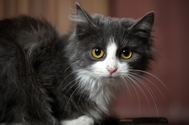 Geriatric Cat
