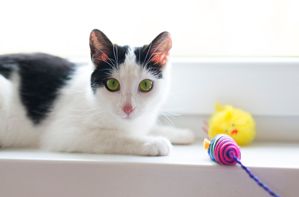 Cat image Cat image