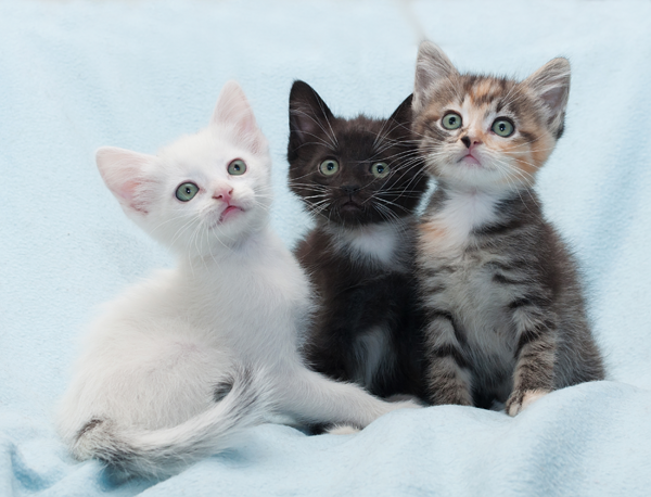 Kittens