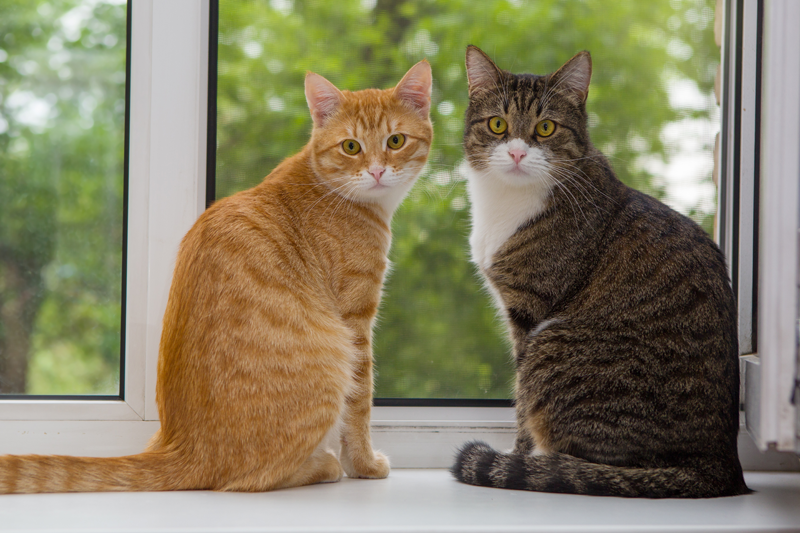 Adult cats