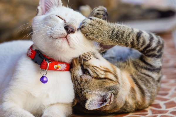 Two cats
