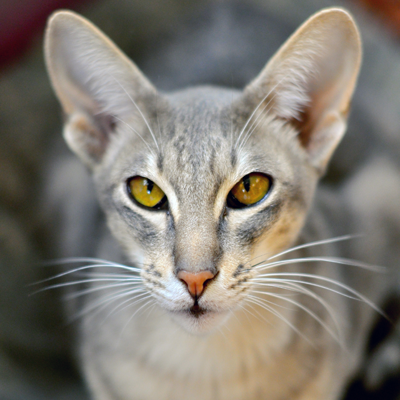 Brown Cat