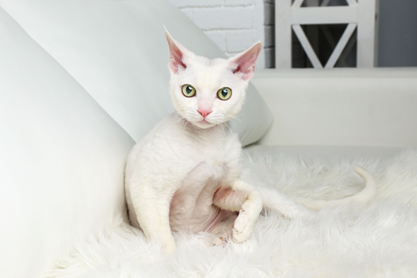 White Cat White Cat