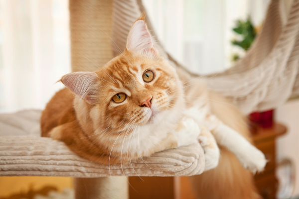 Cat laying down