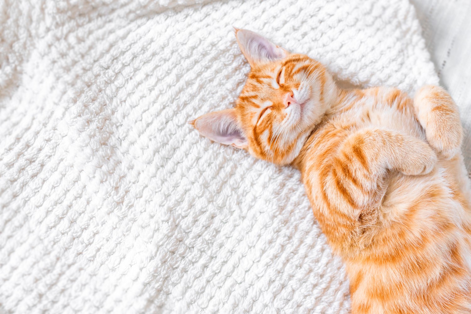 Cat Smiling Cat Smiling