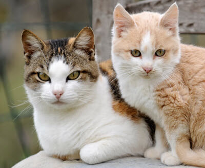 Two cats Two cats